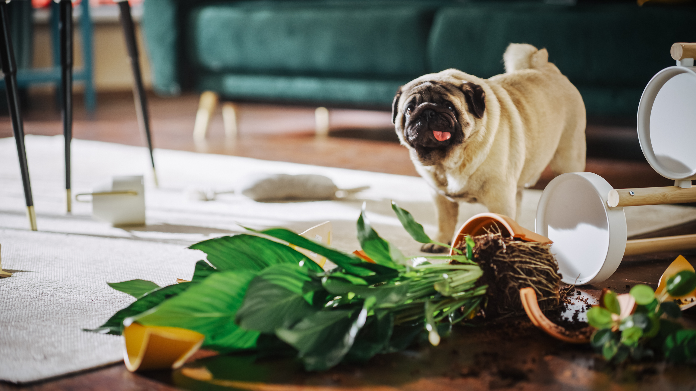 Rethinking Multifamily Operations For Pet-Owning Renters